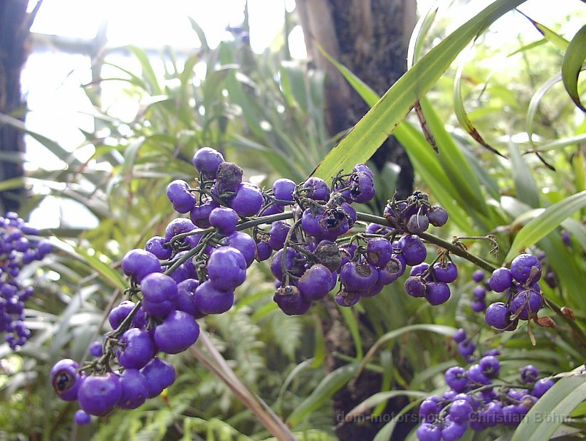 2009 Flora 050